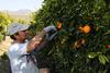 CL_Chilean citrus grove from Chilean citrus Committee