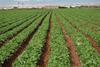Reduziertes Gemüseangebot in der EU – Spanien zuverlässiger Lieferant