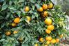 Reife Citrusfüchte am Baum
