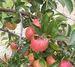 Braeburn: likely to be hardest hit this summer