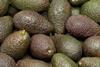 San Miguel exportiert erstmals Hass-Avocados