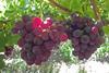 Namibia Sweet Celebration grapes