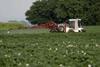 Potatoes need to be protected during the crucial period of tuber development
