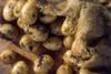 Irish farms 'threatened' by UK potato imports