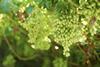 Bunch of table grapes Hex River Valley South Africa Adobe Stock