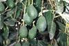 South African avocado crops lighter prediction
