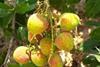 Galilee Export: lychee exports have started