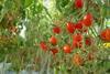 Tomaten - Fruchthandel Magazin