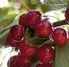 Picota enjoys peach of a season