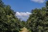 Michoacan avocado farm Adobe Stock