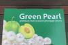 NZ Green pearl greengage plum