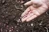 Pea seeds being planted by hand