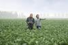Syngenta Vegetable Seeds Cauliflower field