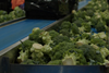 End Food Waste Australia research project broccoli Fresh Select packhouse