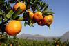 South Africa citrus citrusdal