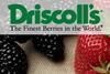 Driscolls logo