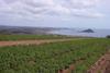 Cornish potatoes have garnered good prices