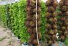 Vertical lettuce