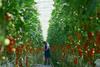 Tomato greenhouse