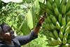 Cameroon banana worker inspecting crop