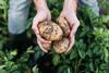 The new programme aims to bring through the next crop of UK potato growers