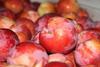 South Africa leads stonefruit revolution