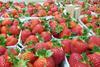 Erdbeeren in Pappschalen