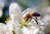 genbee_735565 (1)