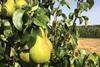 Belgian Conference pear