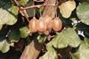 Italians forecast kiwifruit boost