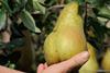 IT OI Pera pear