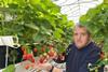 Global Berry director John Downes says Soraya is letting his business compete at a price point similar to imported strawberries