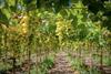 Peru table grapes Adobe Stock