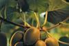 Kiwifruit is playing a large role in driving New Zealand's horticultural gains