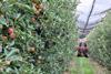 Serbia apple harvest