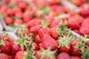 Saftige, süße Erdbeeren aus dem geschützten Anbau auf dem Markt
