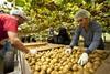 NZKGI New Zealand Kiwifruit orchard picking labour