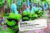 Dole faces human rights row