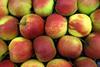 Moldawien: Rekordaufkommen an Äpfel erwartet