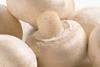 Niederlande: Pilzbranche fordert gerechte Preise für „Fair Produce“