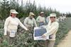 Peru: Heidelbeerproduktion wächst jährlich um 206 %