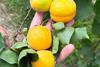 Kolla Italia apricots