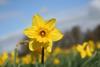 UK flowers set for £50m windfall