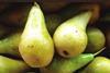 Conference pears