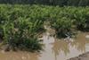 Überschwemmungen auf italienischen Obstplantagen