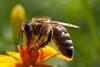 Wissen über Erhaltung von Bienen erhalten