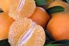 Südafrika: Erheblicher Rückgang der Citrus-Mengen