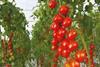 NL Bayer Vegetable Seeds Seminis tomatoes