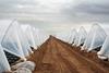 Huelva strawberry production Adobe Stock