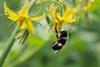 During recent heatwaves, bumblebees have often stayed in their hives to keep cool